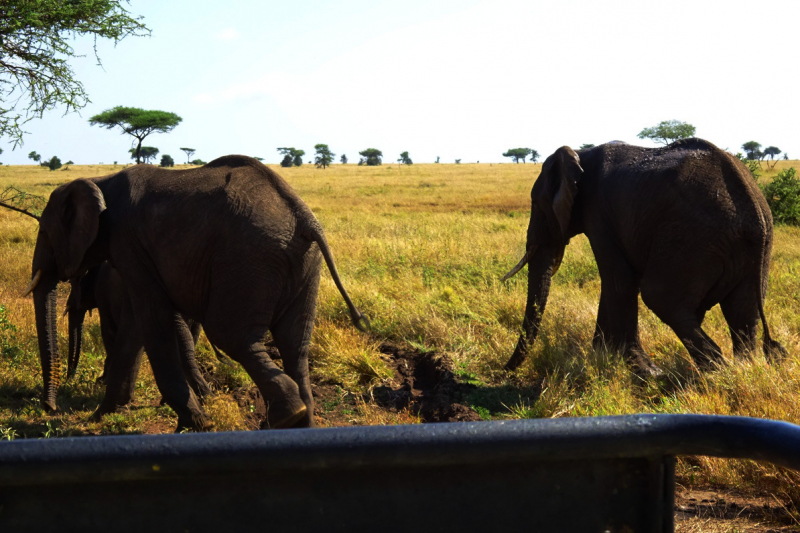 Путешествие по Танзании (остров Занзибар и сафари в парках Танзании)