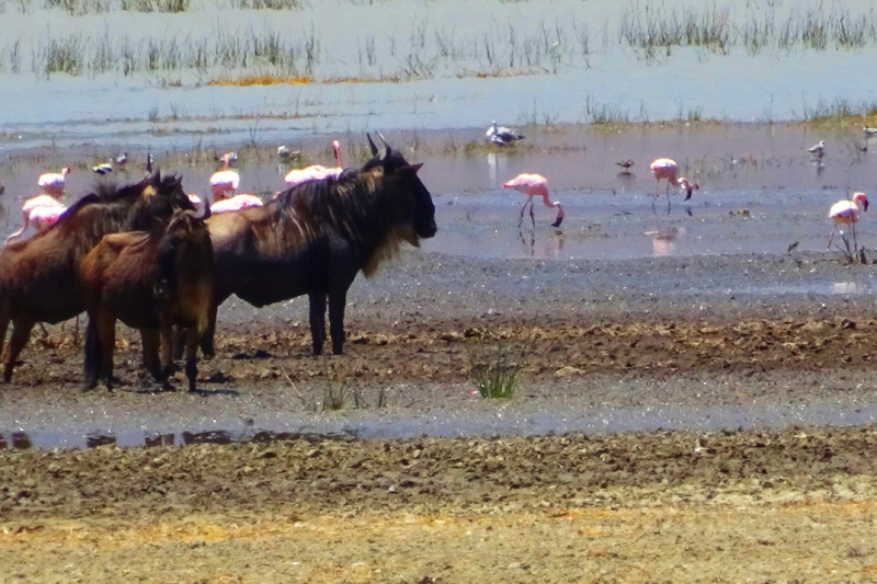 Путешествие по Танзании (остров Занзибар и сафари в парках Танзании)