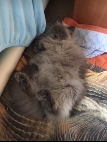 Кошки в нашей жизни. Кошки и все, что с ними связано.