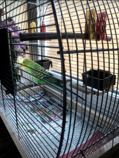 Кошки в нашей жизни. Кошки и все, что с ними связано.