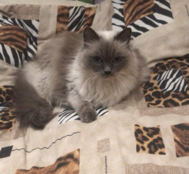 Кошки в нашей жизни. Кошки и все, что с ними связано.