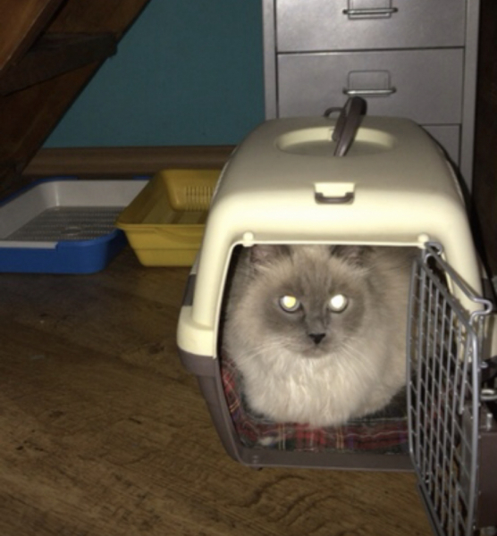 Кошки в нашей жизни. Кошки и все, что с ними связано.