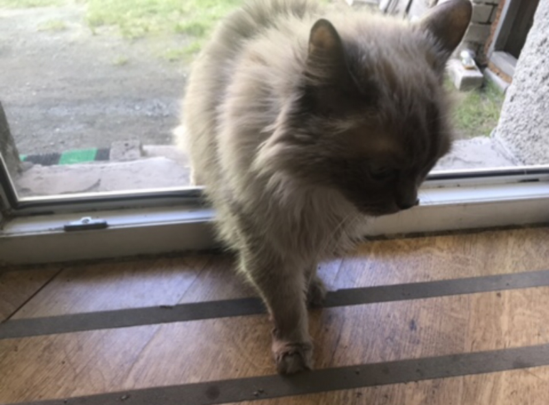 Кошки в нашей жизни. Кошки и все, что с ними связано.