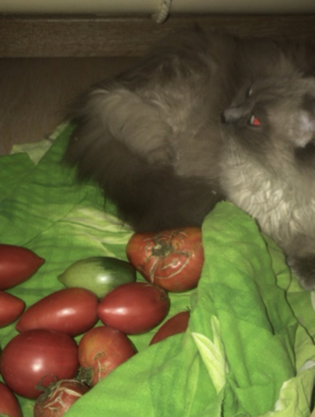 Кошки в нашей жизни. Кошки и все, что с ними связано.