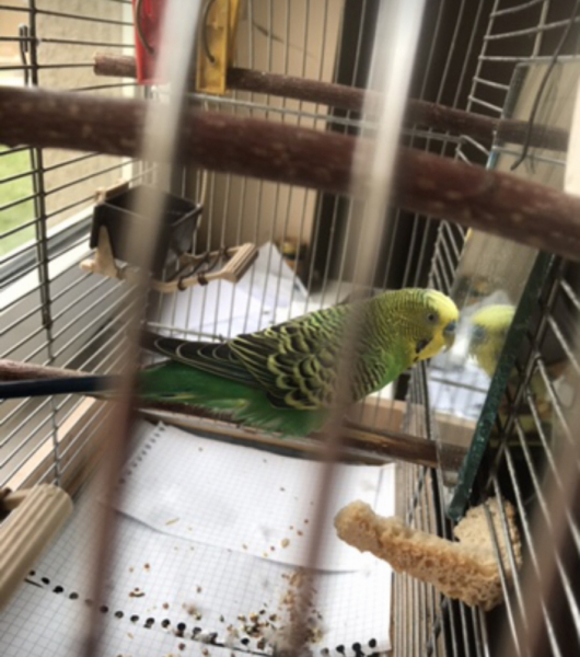 Кошки в нашей жизни. Кошки и все, что с ними связано.