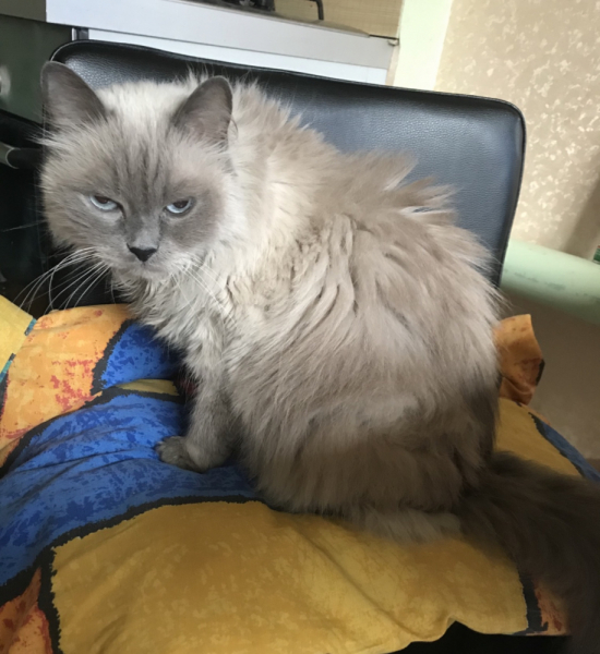 Кошки в нашей жизни. Кошки и все, что с ними связано.