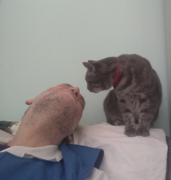 Кошки в нашей жизни. Кошки и все, что с ними связано.