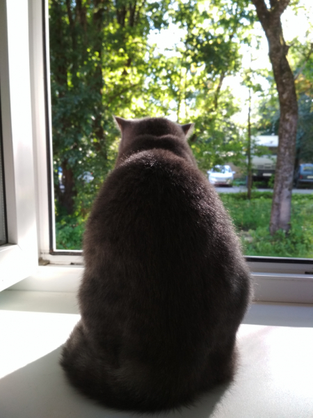 Кошки в нашей жизни. Кошки и все, что с ними связано.