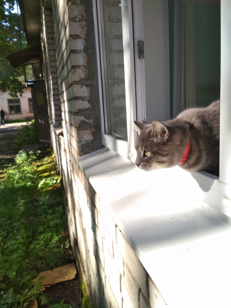 Кошки в нашей жизни. Кошки и все, что с ними связано.