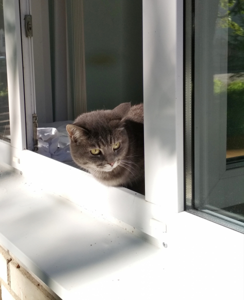 Кошки в нашей жизни. Кошки и все, что с ними связано.