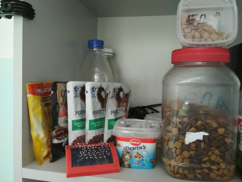 Кошки в нашей жизни. Кошки и все, что с ними связано.