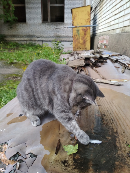 Кошки в нашей жизни. Кошки и все, что с ними связано.