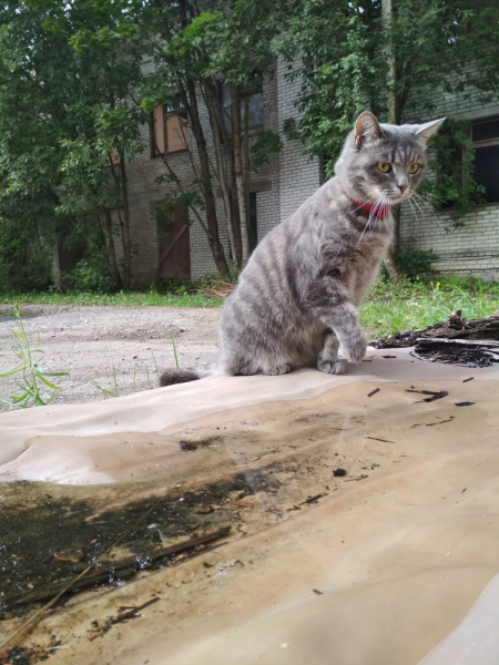 Кошки в нашей жизни. Кошки и все, что с ними связано.