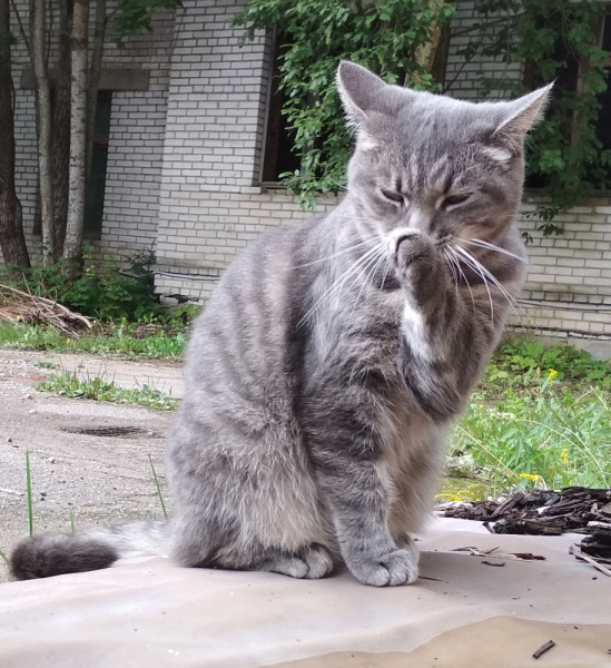 Кошки в нашей жизни. Кошки и все, что с ними связано.