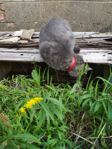 Кошки в нашей жизни. Кошки и все, что с ними связано.