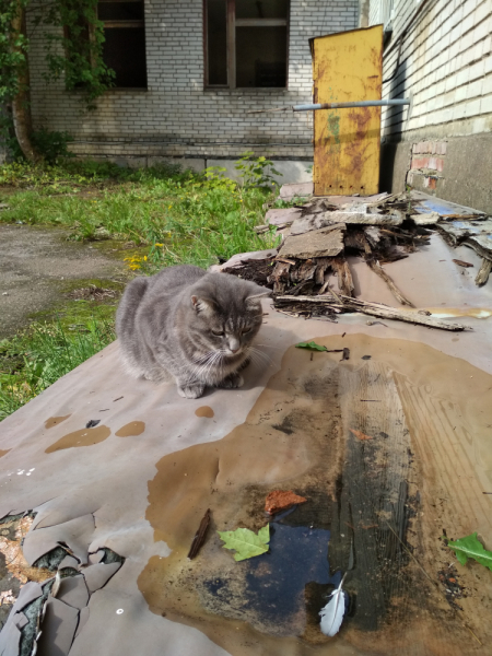 Кошки в нашей жизни. Кошки и все, что с ними связано.