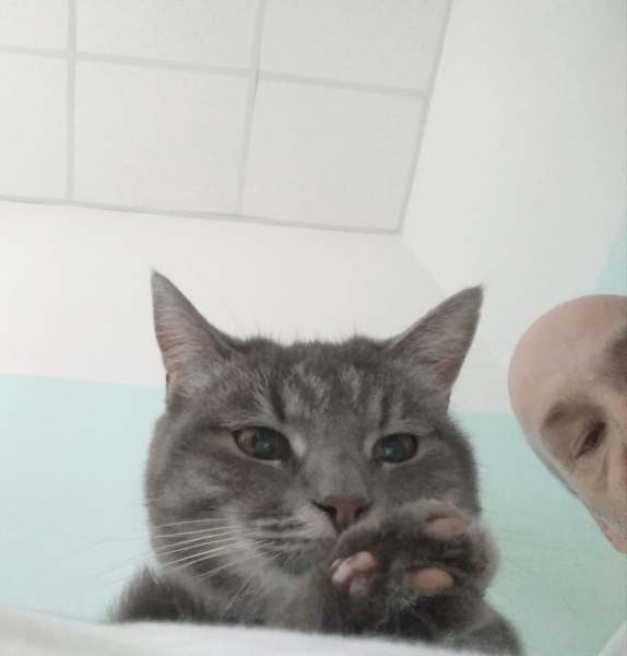 Кошки в нашей жизни. Кошки и все, что с ними связано.