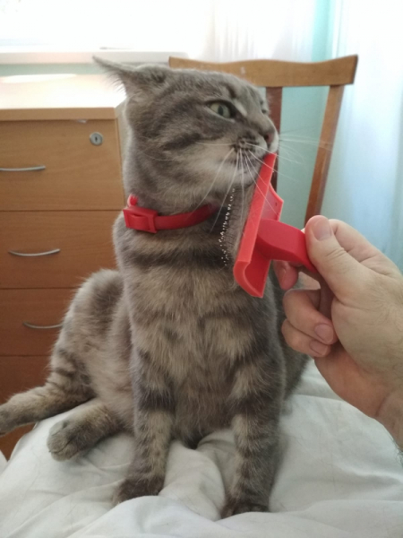 Кошки в нашей жизни. Кошки и все, что с ними связано.