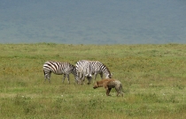 Танзания: Сафари, в.Меру, в.Килиманжаро. Кения: Момбаса.