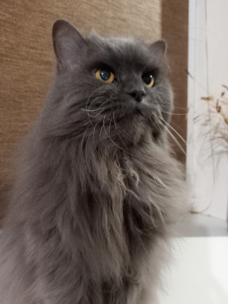 Кошки в нашей жизни. Кошки и все, что с ними связано.