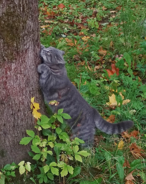 Кошки в нашей жизни. Кошки и все, что с ними связано.