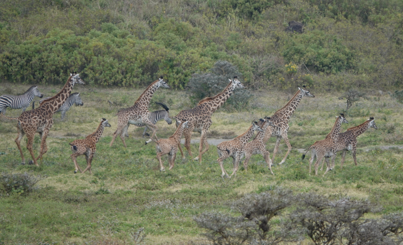 3 недели в Танзании (От Дара до Аруши, день на Килиманджаро, Занзибар) на четверых летом 2021 г.