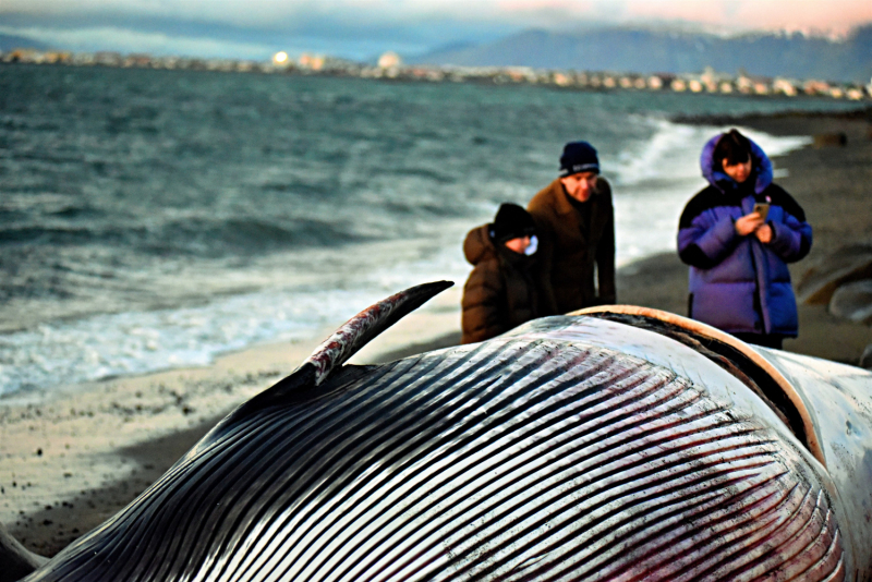 Недалеко от центра Рейкьявика- на берег выбросило кита( Октябрь 2021 год.)