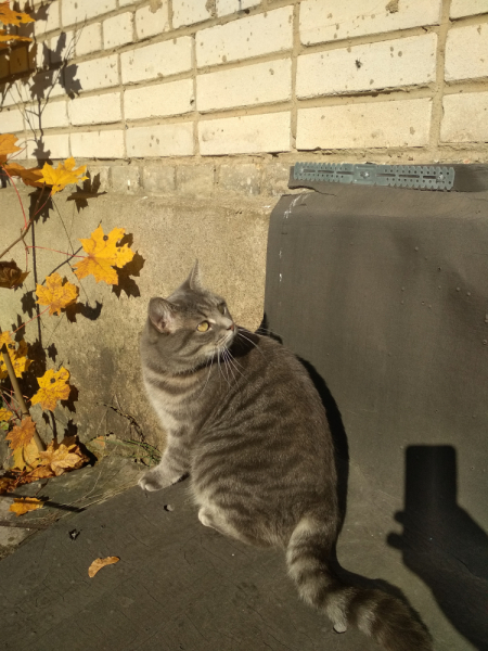 Кошки в нашей жизни. Кошки и все, что с ними связано.