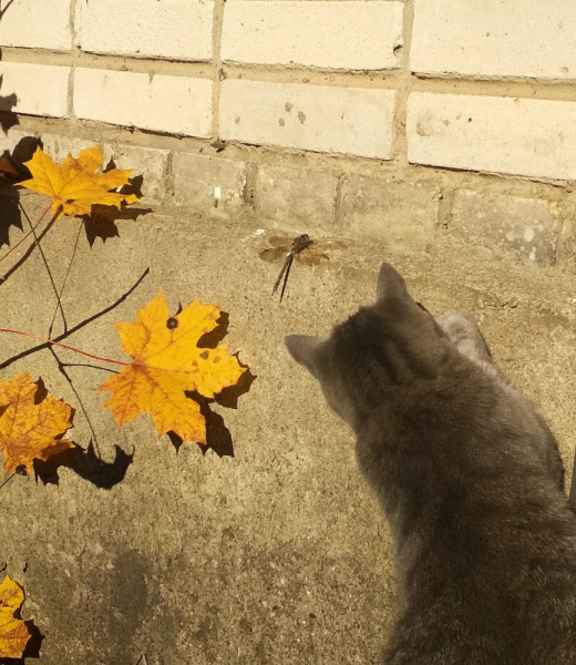 Кошки в нашей жизни. Кошки и все, что с ними связано.