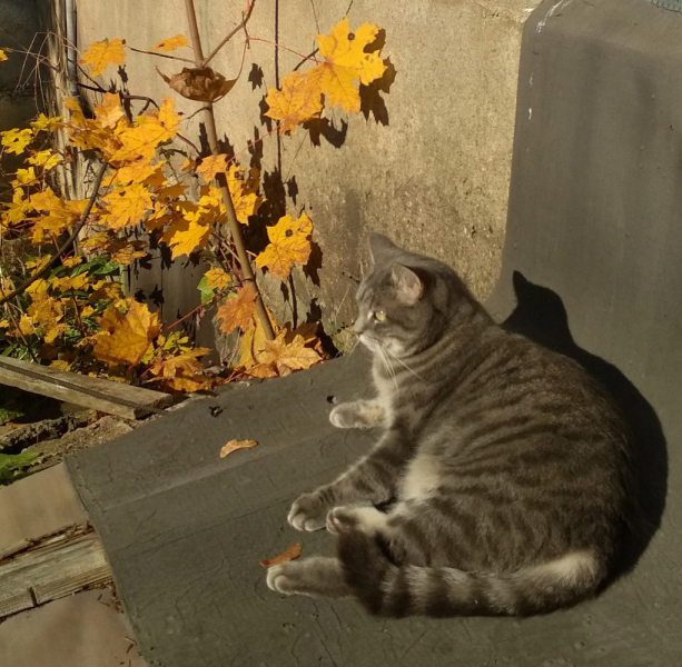 Кошки в нашей жизни. Кошки и все, что с ними связано.
