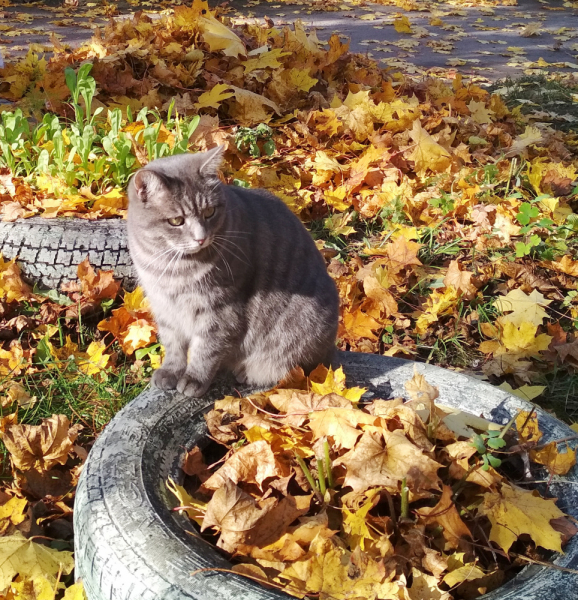 Кошки в нашей жизни. Кошки и все, что с ними связано.