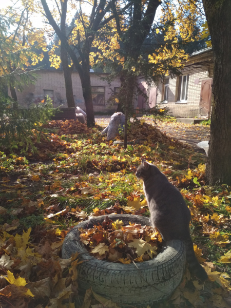 Кошки в нашей жизни. Кошки и все, что с ними связано.
