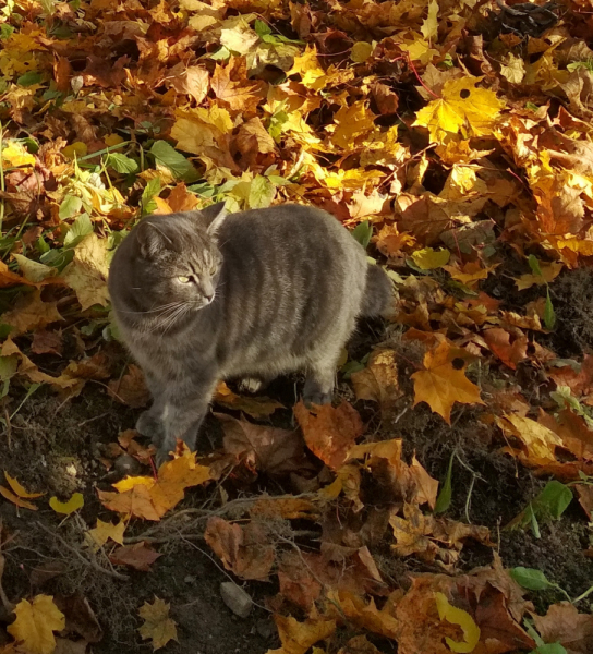 Кошки в нашей жизни. Кошки и все, что с ними связано.