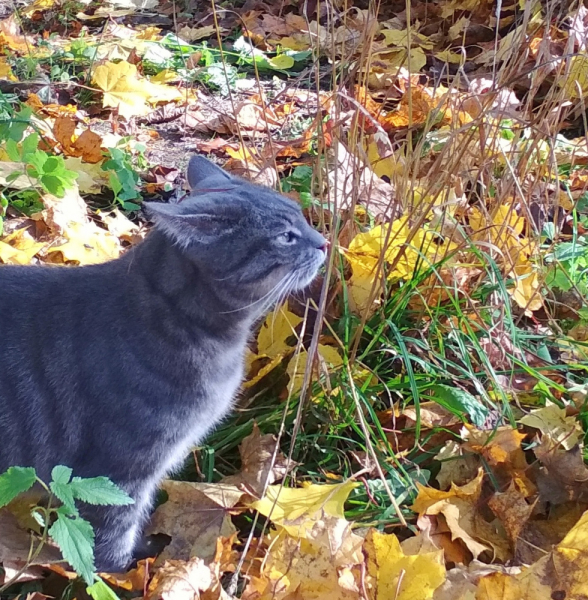 Кошки в нашей жизни. Кошки и все, что с ними связано.