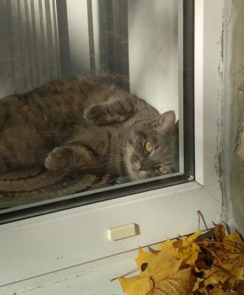 Кошки в нашей жизни. Кошки и все, что с ними связано.