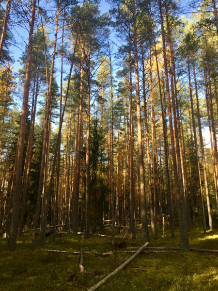 «Как я провёл этим летом» ©️ или неспешные прогулки по окрестностям Петербурга в ковидную годину