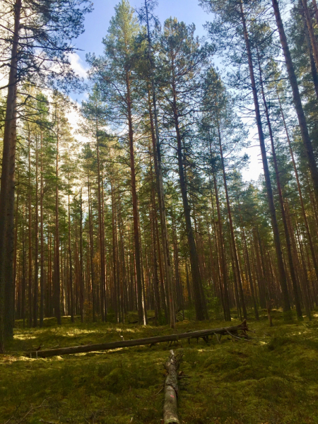«Как я провёл этим летом» ©️ или неспешные прогулки по окрестностям Петербурга в ковидную годину