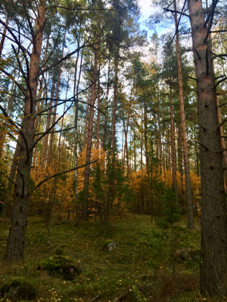 «Как я провёл этим летом» ©️ или неспешные прогулки по окрестностям Петербурга в ковидную годину