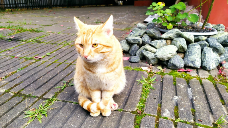 Кошки в нашей жизни. Кошки и все, что с ними связано.