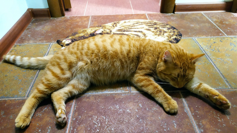 Кошки в нашей жизни. Кошки и все, что с ними связано.