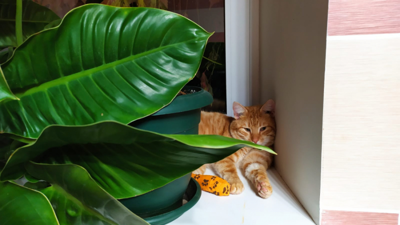 Кошки в нашей жизни. Кошки и все, что с ними связано.