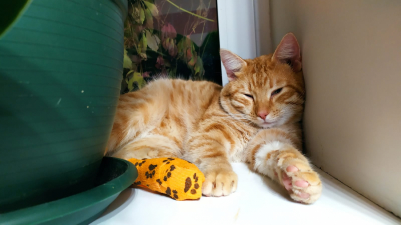 Кошки в нашей жизни. Кошки и все, что с ними связано.