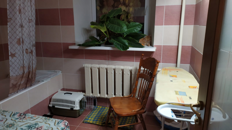 Кошки в нашей жизни. Кошки и все, что с ними связано.