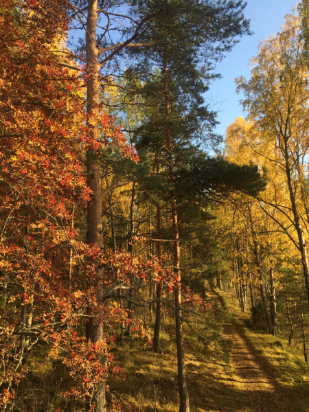 «Как я провёл этим летом» ©️ или неспешные прогулки по окрестностям Петербурга в ковидную годину
