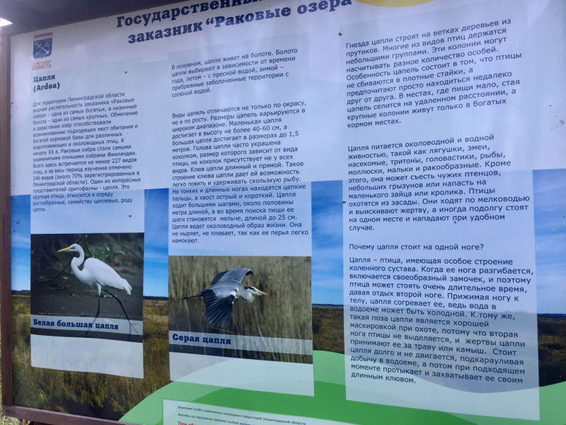 «Как я провёл этим летом» ©️ или неспешные прогулки по окрестностям Петербурга в ковидную годину