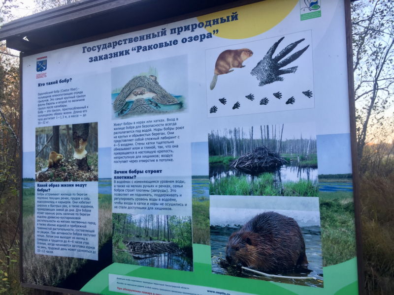 «Как я провёл этим летом» ©️ или неспешные прогулки по окрестностям Петербурга в ковидную годину