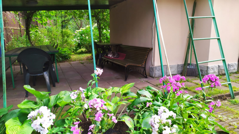 Кошки в нашей жизни. Кошки и все, что с ними связано.