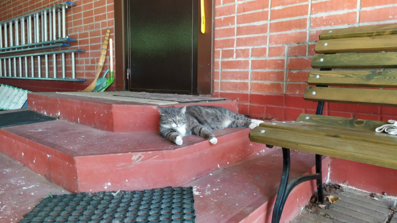 Кошки в нашей жизни. Кошки и все, что с ними связано.