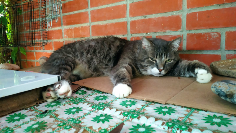 Кошки в нашей жизни. Кошки и все, что с ними связано.