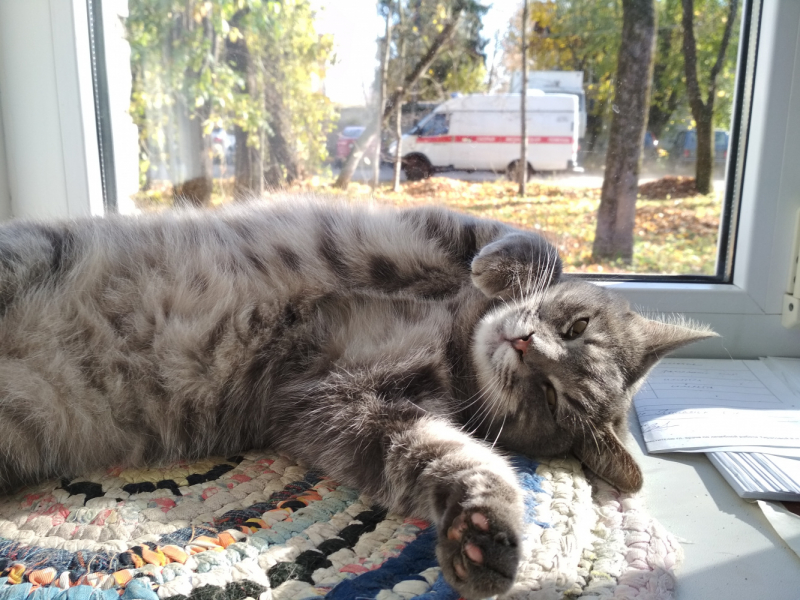 Кошки в нашей жизни. Кошки и все, что с ними связано.